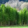 Semiarundinaria fastuosa 'Viridis'